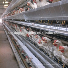 Fábrica de venda direta de bateria gaiola de galinha qualidade automática galvanizada alta qualidade baixo preço